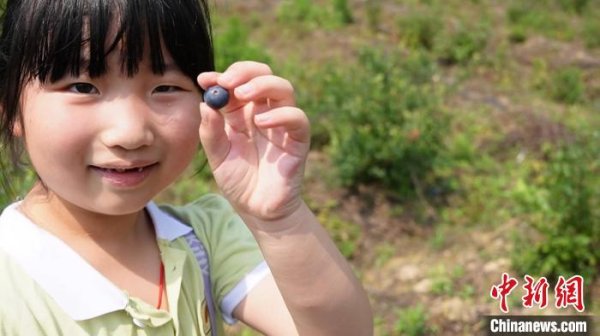 天通盈 （乡村行·看振兴）浙江乡村：时令果蔬迎丰收 “甜蜜经济”促振兴_大皖新闻 | 安徽网