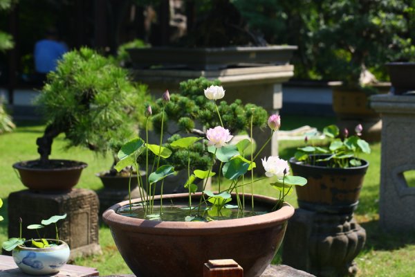 同花顺e配 新民侨梁 |解锁“赏荷地图”，邂逅魔都夏日限定浪漫！