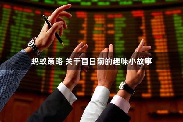 蚂蚁策略 关于百日菊的趣味小故事